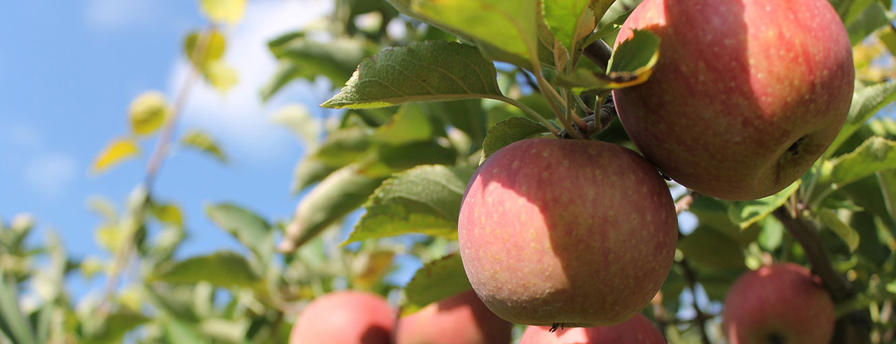 Royal Star Enterprises has been successfully operating a fruit orchard in the Okanagan since 1988.