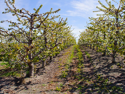 Royal Star Enterprises also runs a successful fruit farm in the Okanagan Valley.